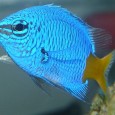 Fish antibiotics – Updated 3-22-11 Fish antibiotics . . . . . . are they safe? . . . are they effective? . . . are they the same ones used to treat humans? 3-22-11...