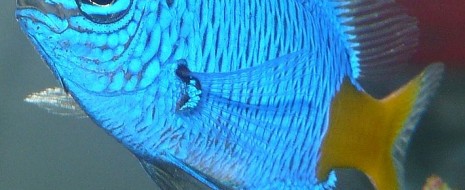 Fish antibiotics – Updated 3-22-11 Fish antibiotics . . . . . . are they safe? . . . are they effective? . . . are they the same ones used to treat humans? 3-22-11...