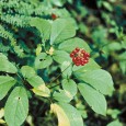   The following is excerpted from my upcoming book, Armageddon Medicine. What will diabetics do if medication becomes unavailable?  In the first in a series, Dr. Koelker discusses herbal therapy for...