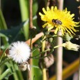Herbal Medicine – Introduction The following is excerpted from my upcoming book, Armageddon Medicine. * * * Allopathic doctors (M.D.s and some D.O.s) have little experience with herbal medication, yet we have the greatest...