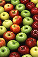 Constipation may not top your list of worries if modern society collapses.  But it will become a problem if food shortages occur, curbing one’s intake of fruits and vegetables. The elderly, especially, are susceptible, and...