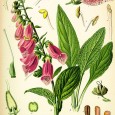 Re-Thinking Herbal Medicine I’m an allopathic doctor. That means I prescribe pills. Along with the rest of the established medical profession, I have “looked down my nose” at those who tout the superiority...