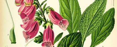 osteopathic pa vs allopathic pa
