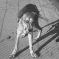 Week 3 – Question of the Week: Should preppers get the rabies vaccine? Week 3: 2011-03-24 { Above image – rabid dog } Today I’m asking our professionals to weigh in on the question: should preppers get the rabies vaccine? (see Rabies and The...