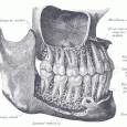 The Dreaded Question . . . Let’s tackle the BIG Q in the realm of dentistry without dentists: the dreaded extraction. The patient puts up with the pain until it overcomes the dread of getting a...