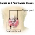 HYPOTHYROIDISM – ANSWERS FOR A POST-APOCALYPTIC WORLD Written for preppers worried about how to treat their thyroid condition at the end of the world as we know it, this 35-page...