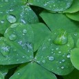 Week 2 – Question of the Week: Which herbal medicines do you believe in? Week 2: 2011-03-17 People ask daily regarding herbal alternatives to pharmaceutical drugs. Today I’m asking our professionals: which herbal preparations do you believe in? Which are bogus? Which get the job done?...