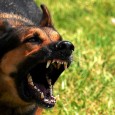 Watch Dogs and Precious Pooches – don’t forget about Snoopy Dwight, one of our veterinary colleagues, sent me a pamphlet on the military working dog that includes a list of references animal-lovers may want to add to their survival bookshelf. ...