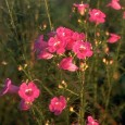 Herbal Medicine Debate I was intrigued by a reader’s comments on herbal medicine and have replied to her comments below, in italics. Which position do you take? * * * Ssurvy states: Relying...