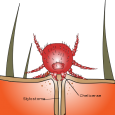 Photo Quiz Answer – Q.002 Photo Quiz Answer – Q.002 – June 17, 2011 Here’s a little more (fabricated) history to help you decide. This picture was taken 36 hours after a Labor Day picnic,...