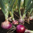 When my vision blurs from typing, I head for my survival garden.  I hope I survive the season. Writing a book on Armageddon Medicine will change your view of the...
