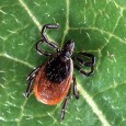 Photo Quiz Answer – Q.004 Photo Quiz Answer– Q.004 – August 12, 2011 This was an easy one. Don’t let the patient history throw you off. Though he may have been stung by a bee...