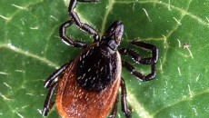 Photo Quiz Answer– Q.004 – August 12, 2011   This was an easy one. Don’t let the patient history throw you off. Though he may have been stung by a bee...