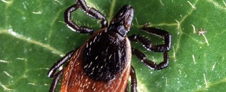 Photo Quiz Answer – Q.004 Photo Quiz Answer– Q.004 – August 12, 2011 This was an easy one. Don’t let the patient history throw you off. Though he may have been stung by a bee...