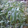 Carbohydrates and Companion Planting Carbohydrates – we really love them, don’t we? We just don’t like what they do to us, especially when they’re consumed with abandon. However, if food were hard to come...
