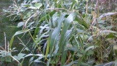 Carbohydrates – we really love them, don’t we? We just don’t like what they do to us, especially when they’re consumed with abandon.  However, if food were hard to come...