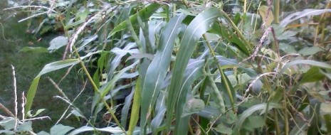 Carbohydrates and Companion Planting Carbohydrates – we really love them, don’t we? We just don’t like what they do to us, especially when they’re consumed with abandon. However, if food were hard to come...