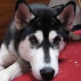 Between a rock and a hard place…(or, when you have to perform euthanasia of a pet in a survival or disaster environment) A few weeks ago a patient sat before me, quietly tearful. Like so many others, she was embarrassed to say that her cat’s illness was the cause of her distress. Putting a...