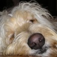 Will your dog eat your pig thyroid jerky? I couldn’t sleep last night thinking about this.  My mind jumped from one question to the other. Recently I’ve been working on...