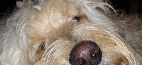 Will your dog eat your pig thyroid jerky? I couldn’t sleep last night thinking about this.  My mind jumped from one question to the other. Recently I’ve been working on...