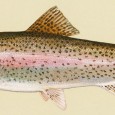 Fish Antibiotics – Where to Start: Cephalexin If you’ve given up on getting your doctor to prescribe extra antibiotics for stockpiling or perhaps merely want to supplement your limited stores, you may be considering the “fish antibiotic”...