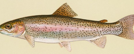Week 29 – Question of the Week: Fish Antibiotics – Where to start? Week 29: 2012-04-19 (non-consecutive weeks) I’ve been so busy with work, taxes, and the recent Clinical Skills Workshop that I haven’t posted a Question of the Week in months, I...